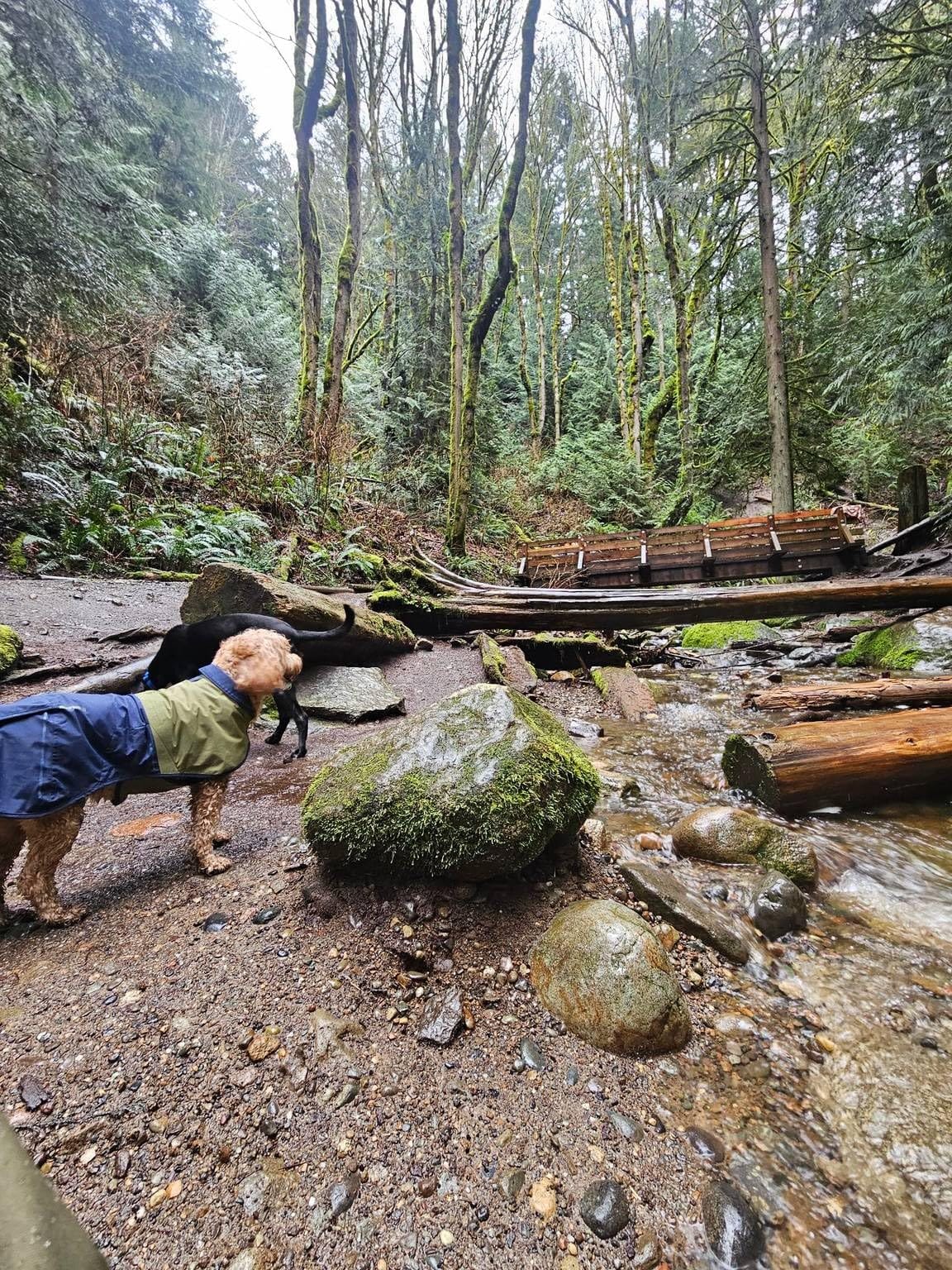 Ruffwear, Sun Shower Dog Raincoat, Midnight Blue, Medium | All-Weather Jacket, Waterproof, Windproof & Lightweight, Leash Portal, Rain Jacket for Running, Hiking & Everyday Adventures customer photo 1