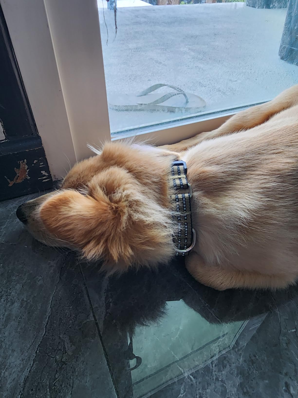 Martingale Collar for Dogs, Reflective Escape Proof, Purple, M | No Pull Without Choking, Soft Nylon With Quick Release Buckle, Adjustable No Slip, Reflective Strip for Night Walks customer photo 2