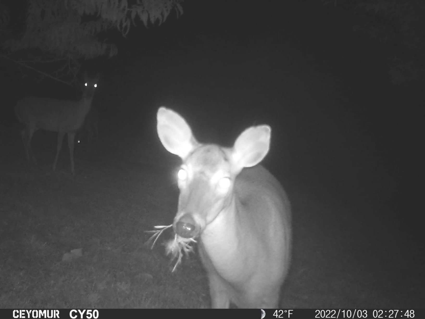 CEYOMUR Trail Camera, 36MP HD Trail Cam with 850nm IR LEDs Night Vision Motion Activated, Video Game Camera with 2.0