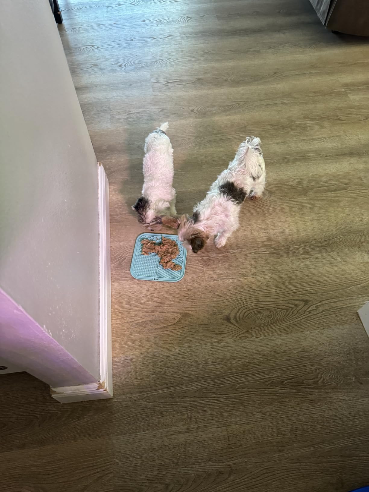 LUKITO Lick Mat for Dogs & Cats 2 Pack, Slow Feeder Licking Pad with Suction Cups for Anxiety Relief and Boredom Reducer, Perfect for Bathing Grooming customer photo 2