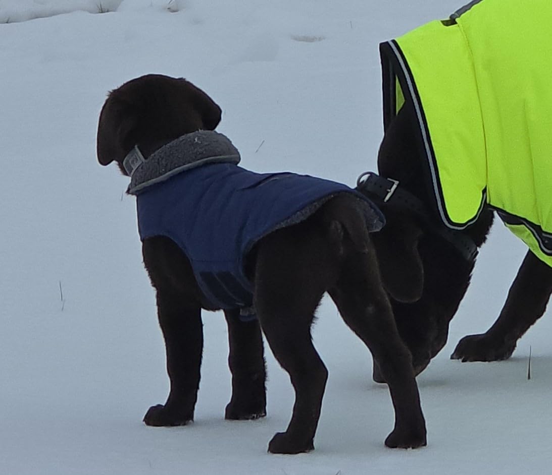 Petglad Waterproof Dog Winter Coat with Pocket, Fleece Snow Vest for Dogs | Reversible, Windproof, Leash Hole, Fleece Lined, Adjustable, Turtleneck, Hook-and-Loop, Easy On/Off customer photo 2
