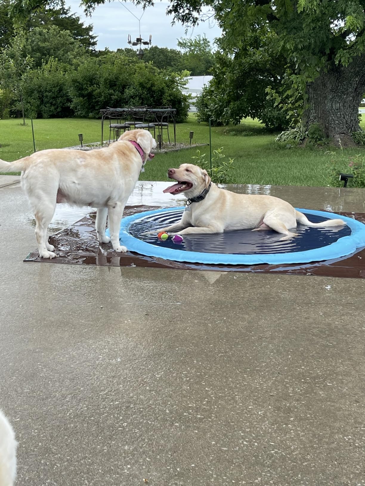 Raxurt Non-Slip Splash Pad for Kids and Dog, 67'' Splash Pad Thicken 0.58mm for Kids Ages 4-8 Toddler Baby Splash Sprinkler Pad Dog Pool Summer Outdoor Water Toys for Boys Girls customer photo 2