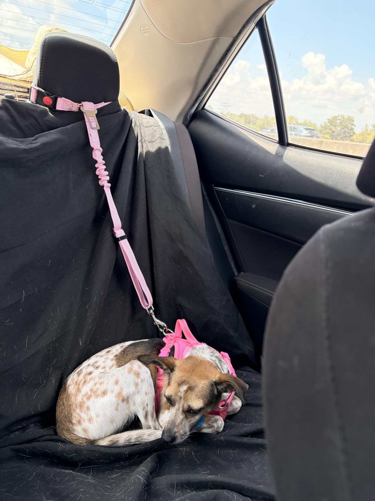 SlowTon Dog Seat Belt for Car, 2 Pack Dog Car Harness Seatbelt with Bungee | 2 in 1 Pet Car Leash Headrest Restraint & Dog Safety Tether Clip, Adjustable with Elastic Buffer, Reflective, Black M/L customer photo 1