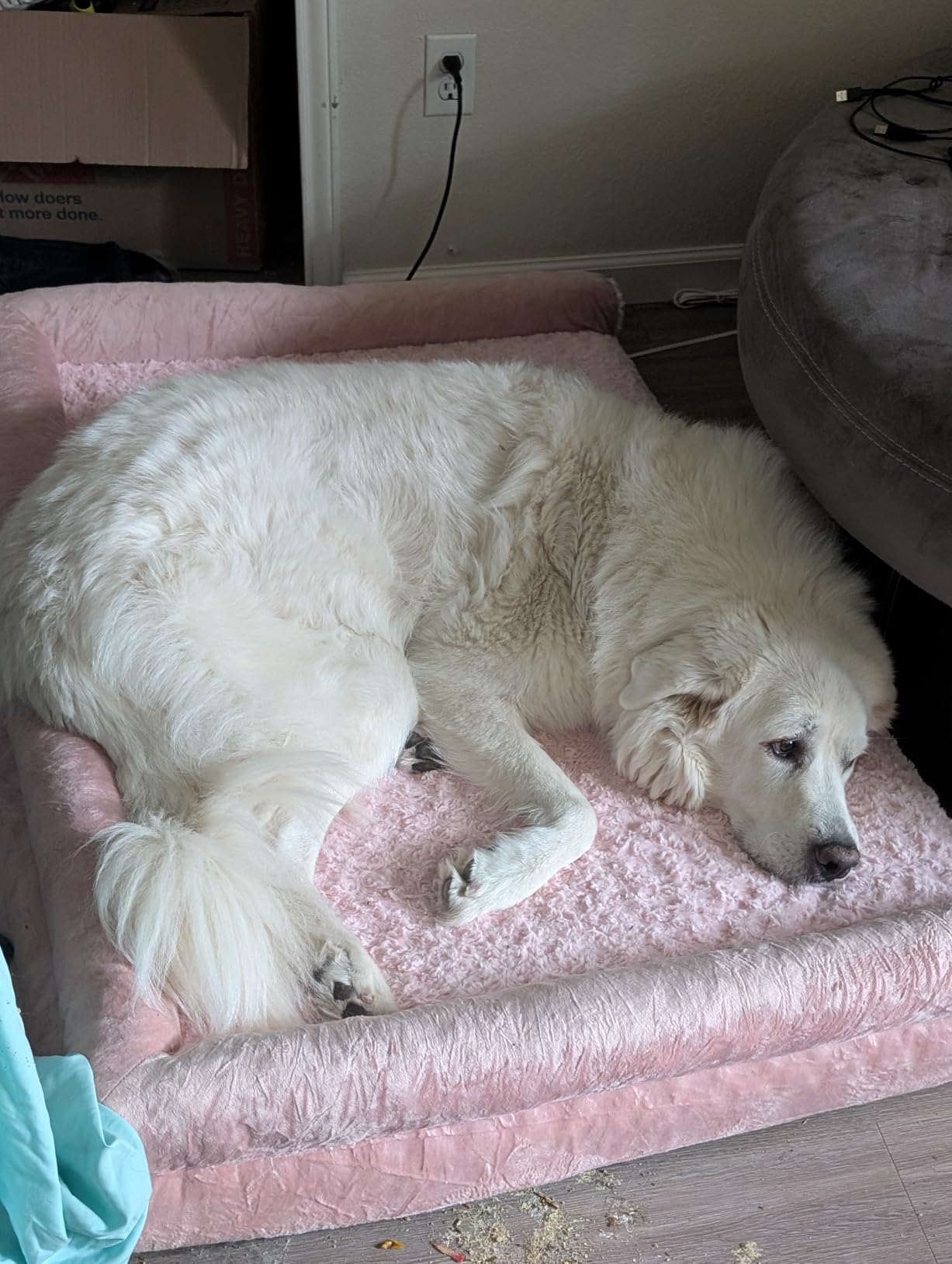 BFPETHOME Orthopedic Washable Large Dog Bed for Senior Dog Comfy Sleep | Waterproof Big Soft Pet Couch Bed for Dogs Relax with Removable Cover Supportive Egg Crate Foam Grey 36x27 Inch customer photo 1
