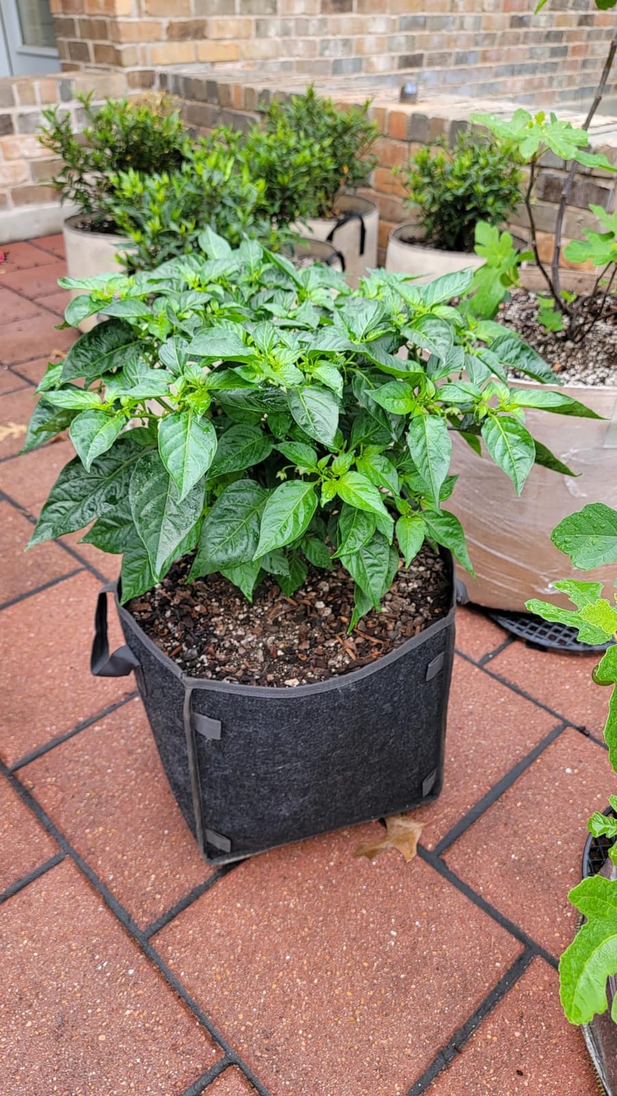 AC Infinity Square Heavy Duty Fabric Pots, 5 Gallon Reusable Grow Bags. | 5-Pack w/ 500G Thick Nonwoven Fabric & Plant Stake Loops, for Garden Growing Fruits, Vegetables, & Flowers customer photo 2