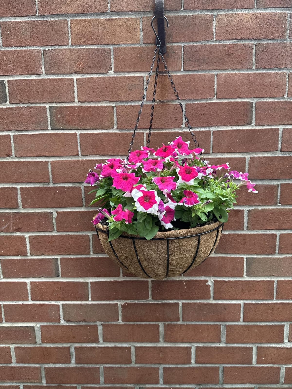 ZeeDix 2 Pack 14 Inch Hanging Baskets for Plants Outdoor, Metal Wire Round Planters with Coco Liner, Hanging Flower Baskets for Home Garden Porch Balcony Railings Decor customer photo 2
