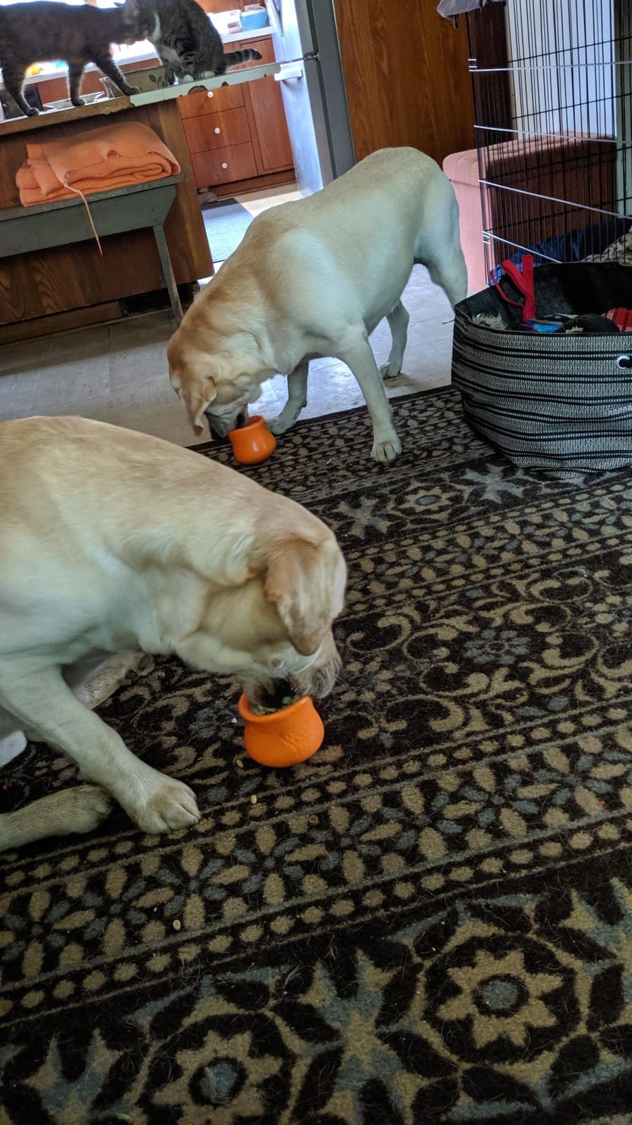 WEST PAW Zogoflex Toppl Interactive Treat Dispensing Puzzle Dog Toy for Mental Stimulation & Enrichment-Holds Kibble & Treats-Lickable, Freezable & Dishwasher Safe-Made in USA-XL-Tangerine customer photo 1