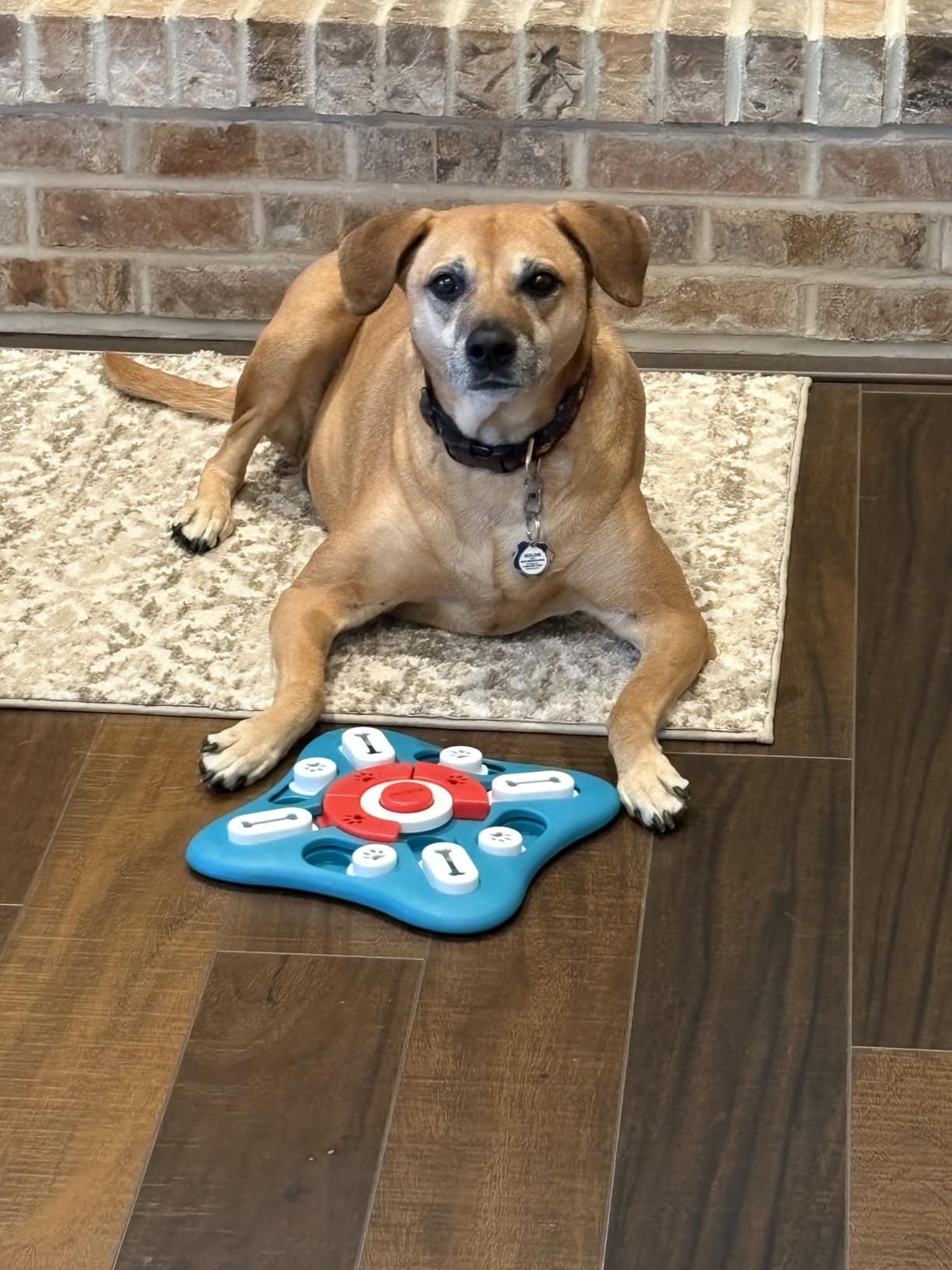 PETSTA Dog Puzzle Toys, Treat Dispensing Dog Enrichment Toys for IQ Training and Brain Stimulation, Interactive Mentally Stimulating Toys as Gifts for Puppies, Cats, Dogs customer photo 2