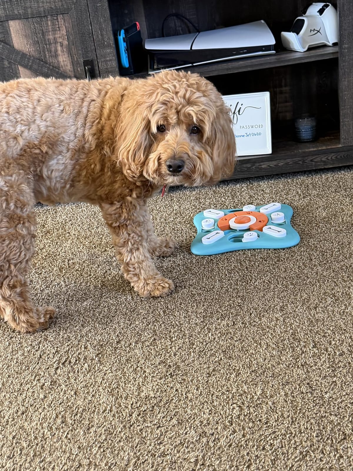 FOXMM Interactive Dog Treat Puzzle Toys for IQ Training&Mental Stimulating | Fun Slow Feeder,Large Medium Small Dogs Enrichment Toys with Squeak Design,Ideal Gifts for Puppies,Cats,Dogs customer photo 1