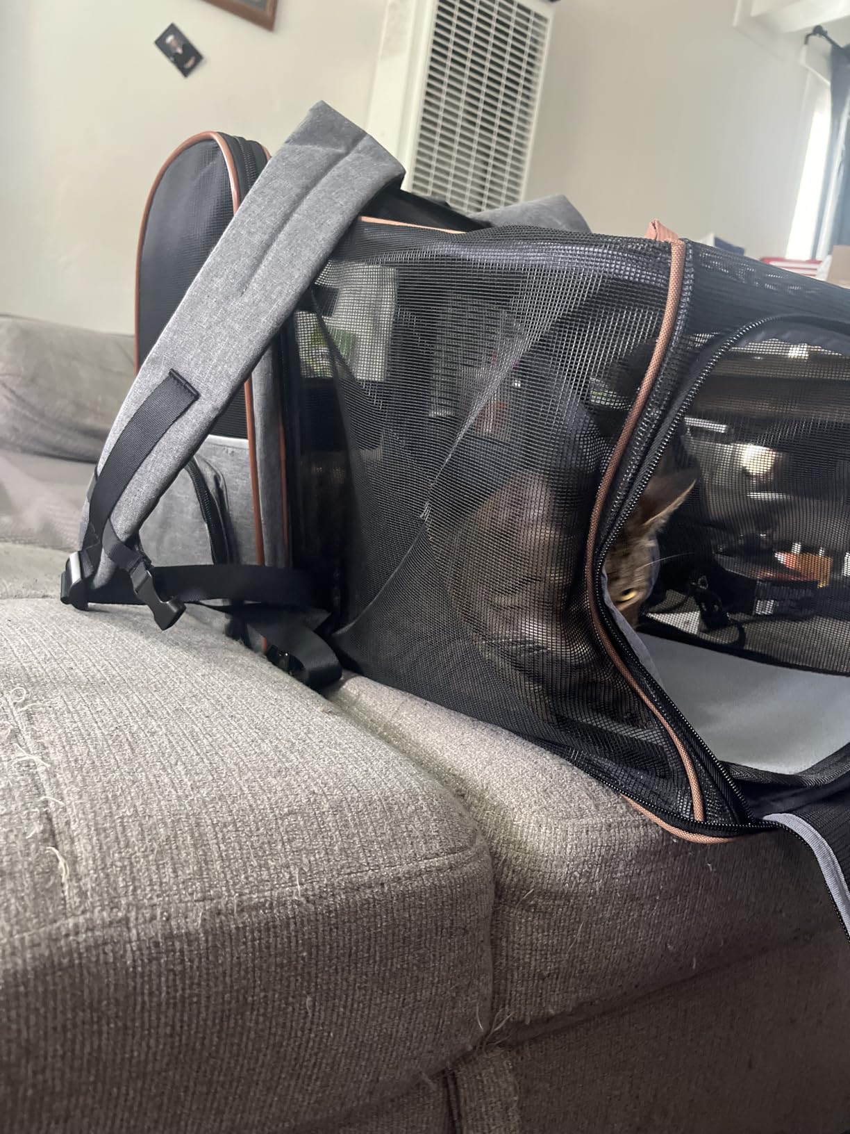 Cat Carrier Backpack, Expandable Pet Carrier with Sun Shade & Full Front Opening, Breathable Mesh Backpack for Small Dogs & Medium Cats Up to 18 Lbs, Foldable for Hiking, Camping (Grey) customer photo 2