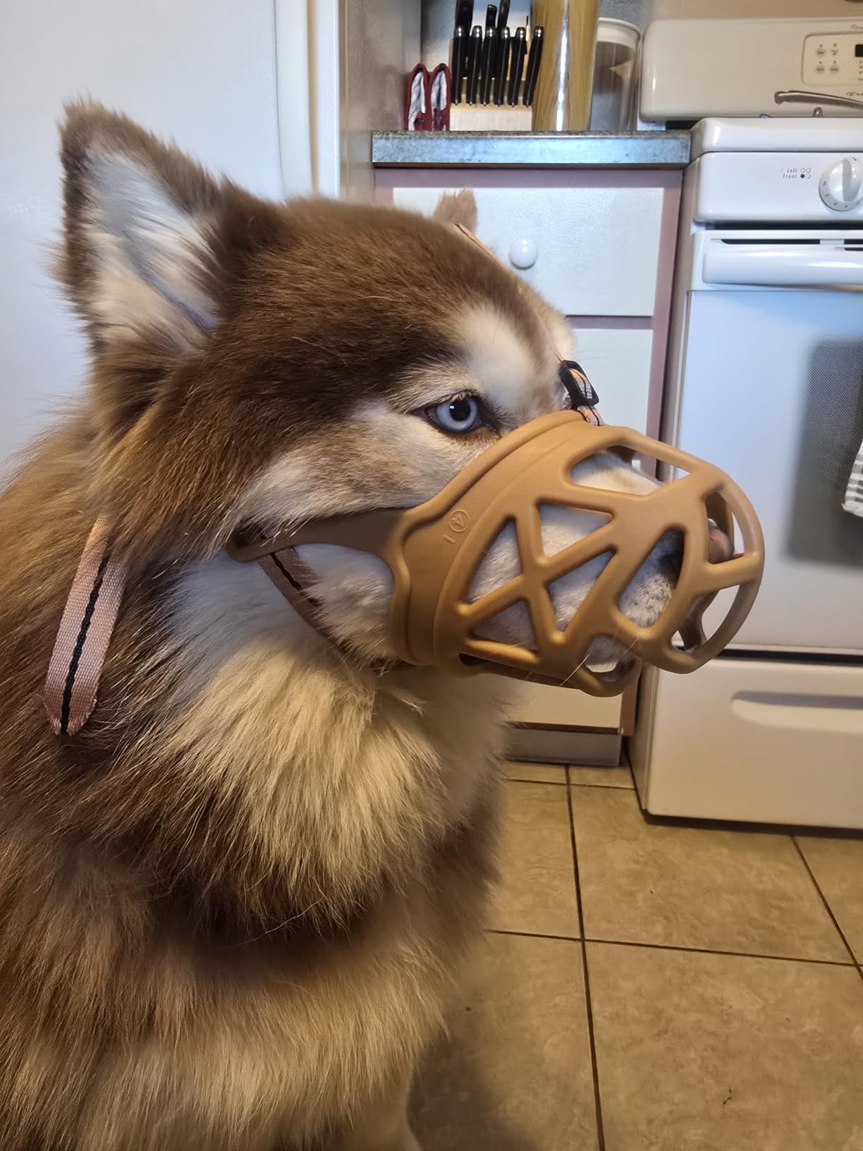 BARKLESS Dog Muzzle, Humane Basket Muzzle for Large Dogs Biting, Scavenging | No Bite Cage Mouth Guard for Large Aggressive Reactive Dogs, Training, Grooming and Walks, Able to Pant and Drink customer photo 1