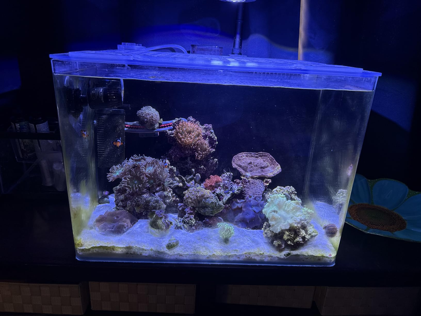 hygger Mini Wave Maker for 15-40 Gallon Aquarium with Magnetic Mount Quiet Powerhead for Saltwater and Freshwater Fish Tank 530 GPH customer photo 1
