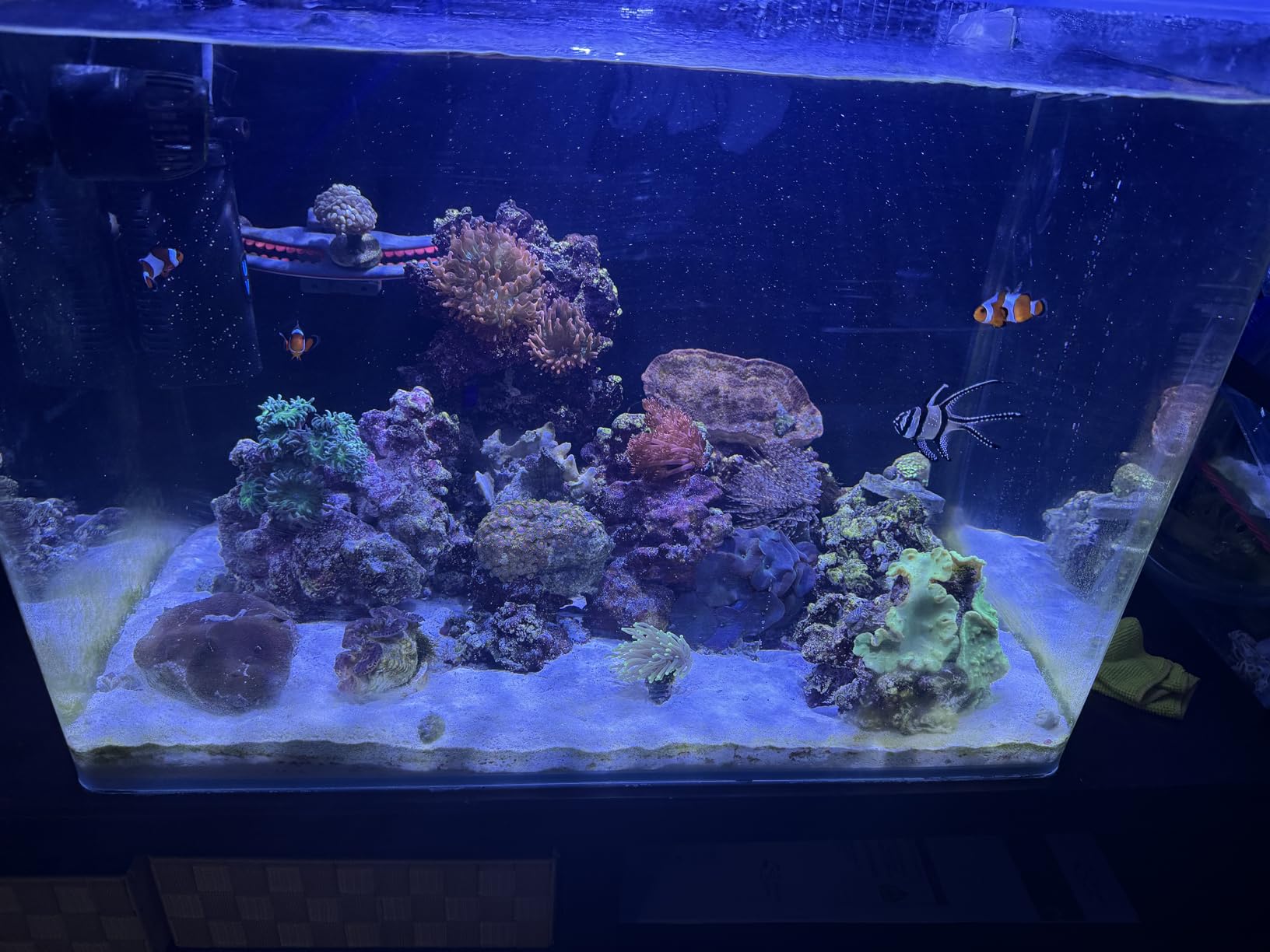 hygger Mini Wave Maker for 15-40 Gallon Aquarium with Magnetic Mount Quiet Powerhead for Saltwater and Freshwater Fish Tank 530 GPH customer photo 2