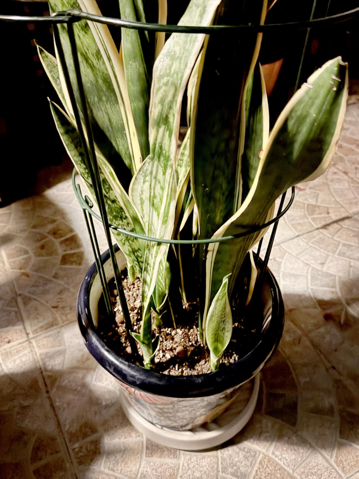 12 Pack Tall Snake Plant Support Stakes - 10