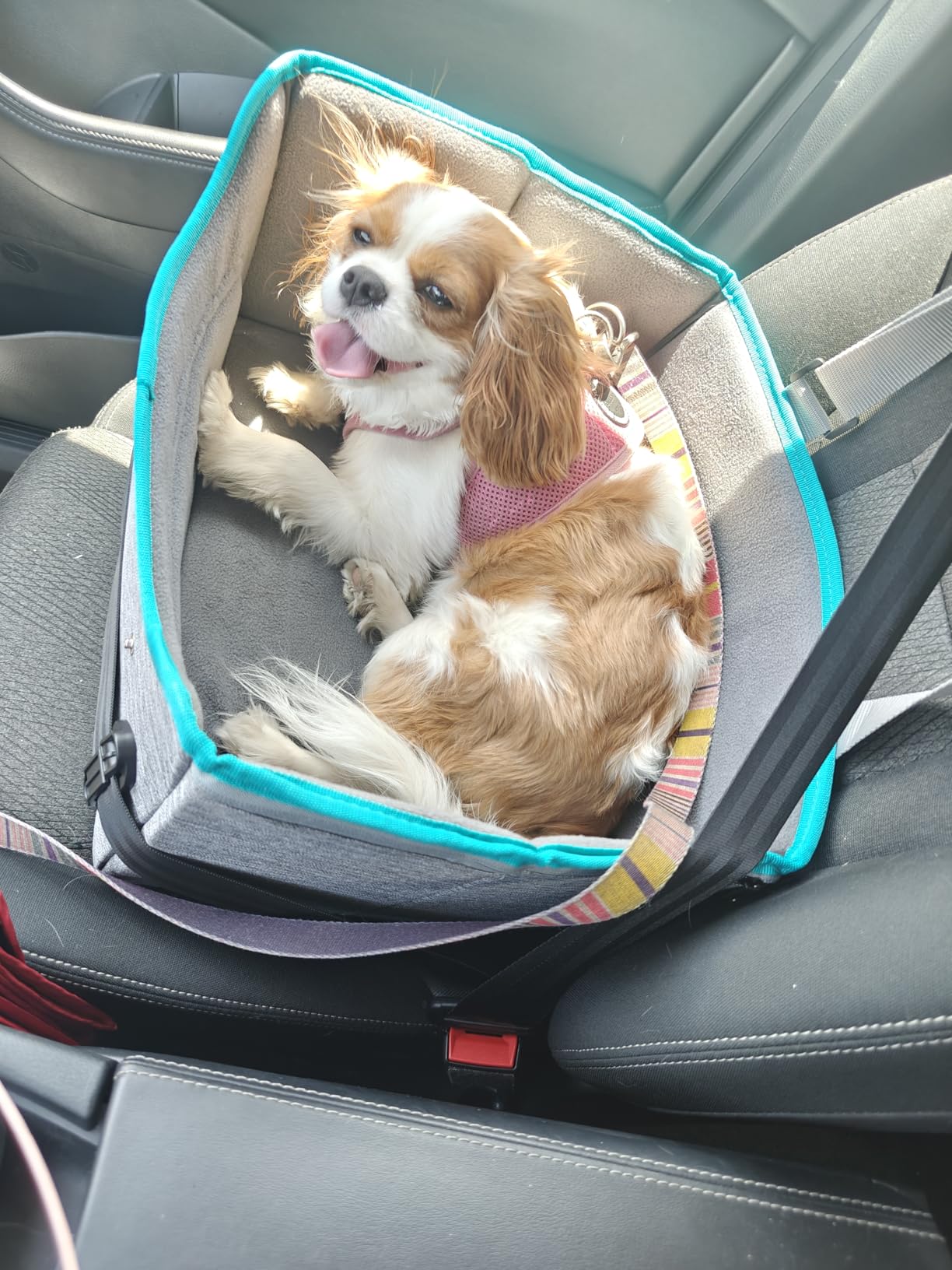 PETSFIT Dog Car Seats for Small Dogs - Patented Safety Buckles - Safety Tether - Foldable Travel Dog Booster Car Seat Reduces Anxiety & Road Trips - Stable Frame, Soft Cushion, Fits Front/Back Seat customer photo 1