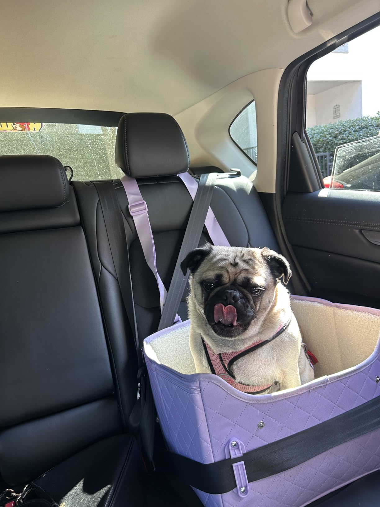 PETSFIT Dog Car Seats for Small Dogs - Patented Safety Buckles - Safety Tether - Foldable Travel Dog Booster Car Seat Reduces Anxiety & Road Trips - Stable Frame, Soft Cushion, Fits Front/Back Seat customer photo 2