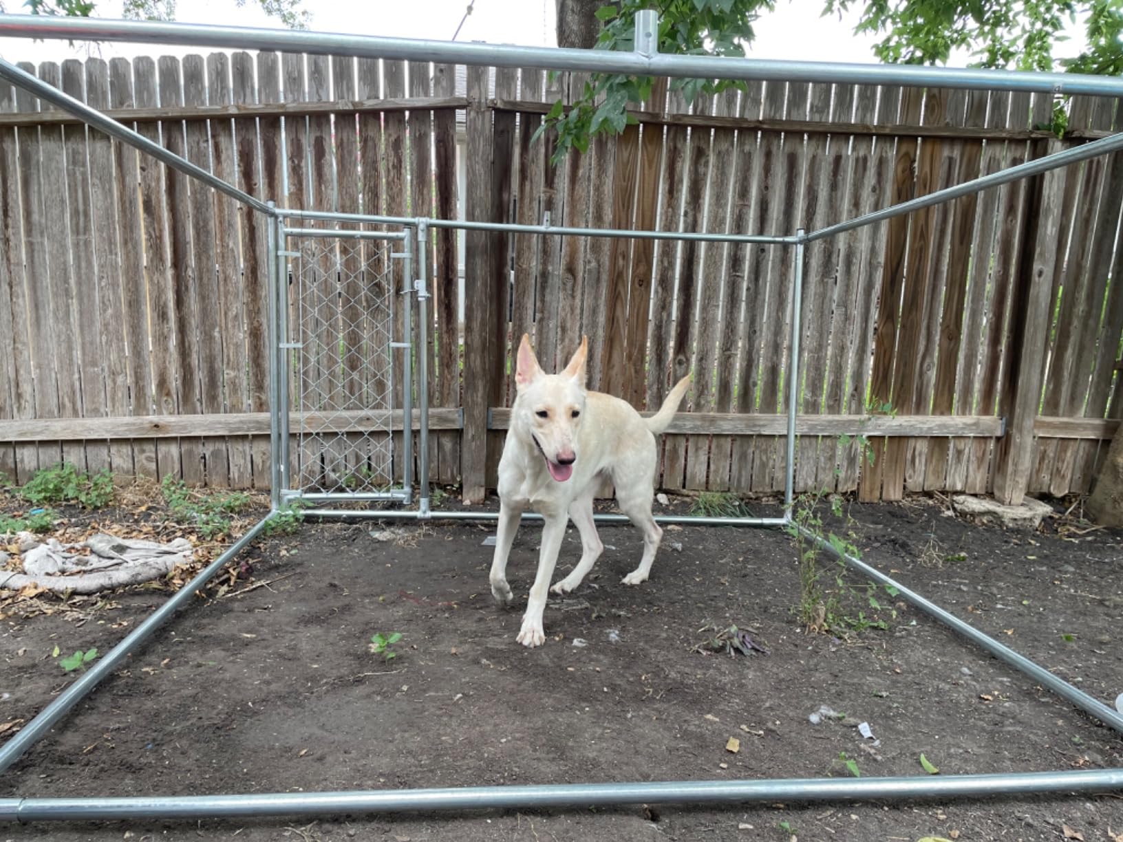 HITTITE Extra Large Outdoor Dog Kennel, Anti-Rust Dog Kennel Outside with Roof, Galvanized Chain Link Dog Runs for Outside with Waterproof UV-Resistant Cover and Secure Lock customer photo 1