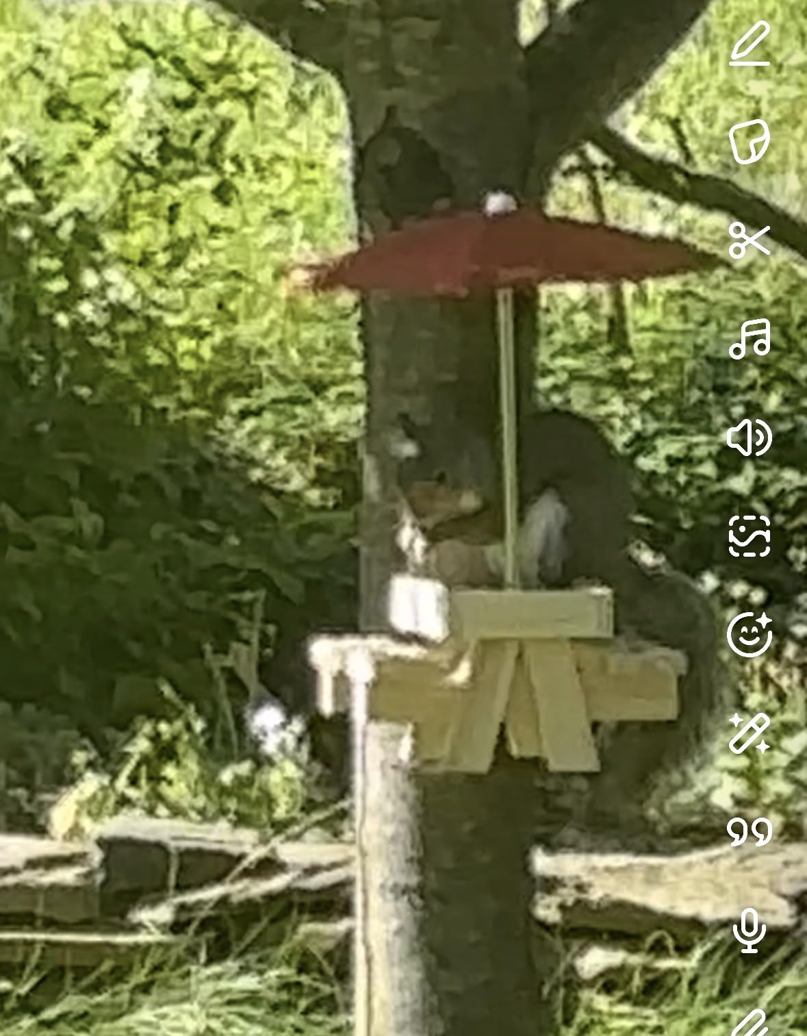 MIXXIDEA Squirrel Feeder Picnic Table with Tall Umbrella, Wooden Squirrel Feeders for Outside, Cute Chipmunk Feeder with Corn Cob Holder, Solid Structure, Thick Wood (Rustic Brown with Red Umbrella) customer photo 2