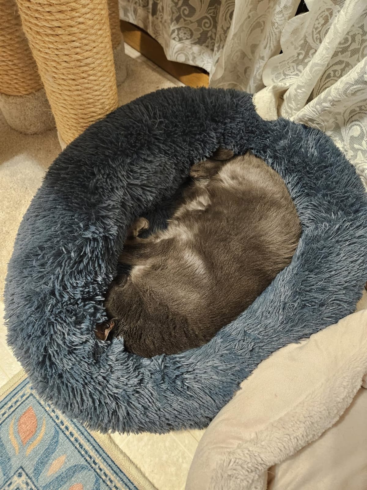 Whiskers & Friends Cat Beds for Indoor Cats, Fluffy Cat Bed Small to Large, Orthopedic Soft Plush Calming Donut Bed, Washable Round Pet Bed, Sized for Kitten to Large Cats & Puppy to Small Dogs customer photo 1