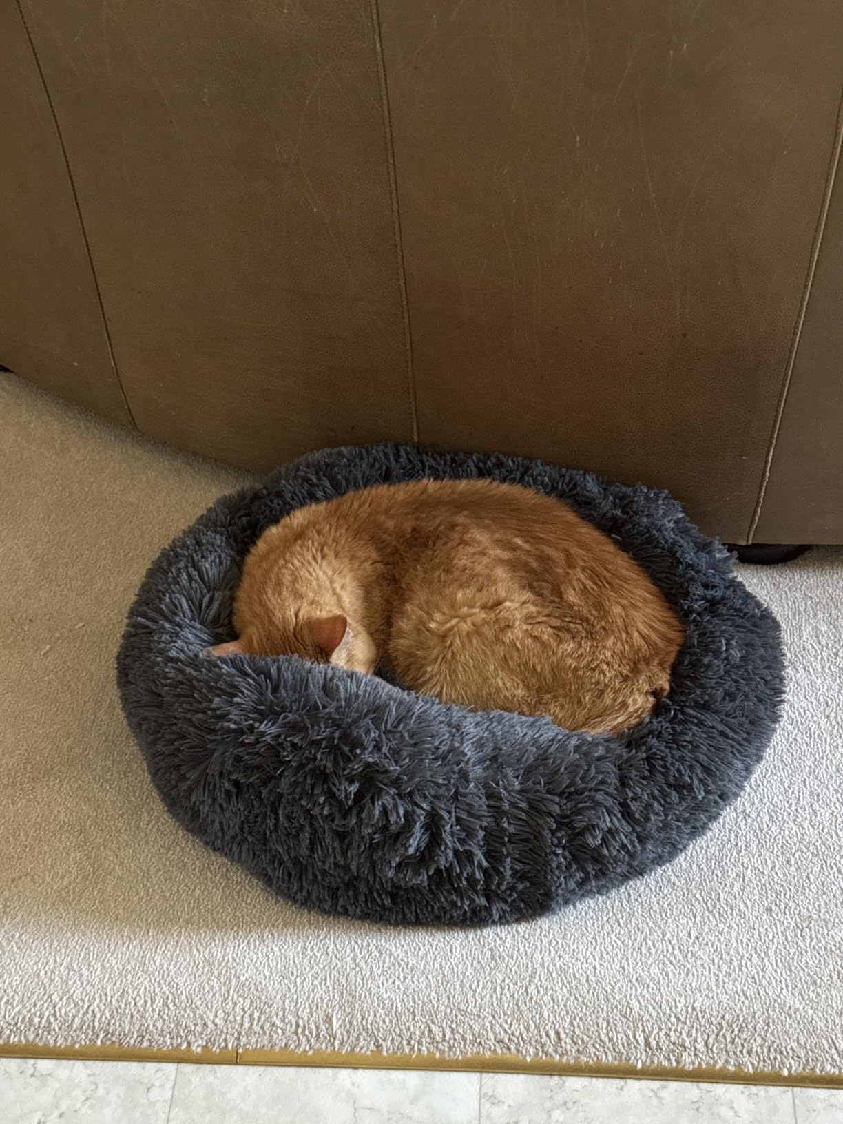 Whiskers & Friends Cat Beds for Indoor Cats, Fluffy Cat Bed Small to Large, Orthopedic Soft Plush Calming Donut Bed, Washable Round Pet Bed, Sized for Kitten to Large Cats & Puppy to Small Dogs customer photo 2