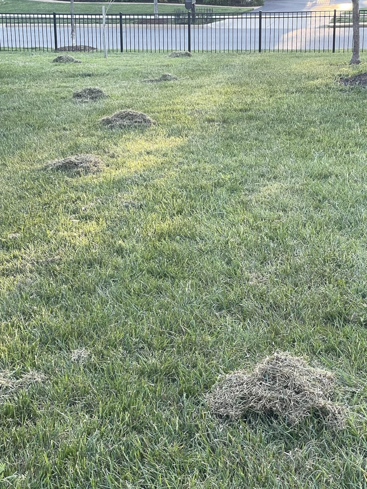 WEN DT1516 16-Inch 15-Amp 2-in-1 Electric Dethatcher and Scarifier with Collection Bag customer photo 1