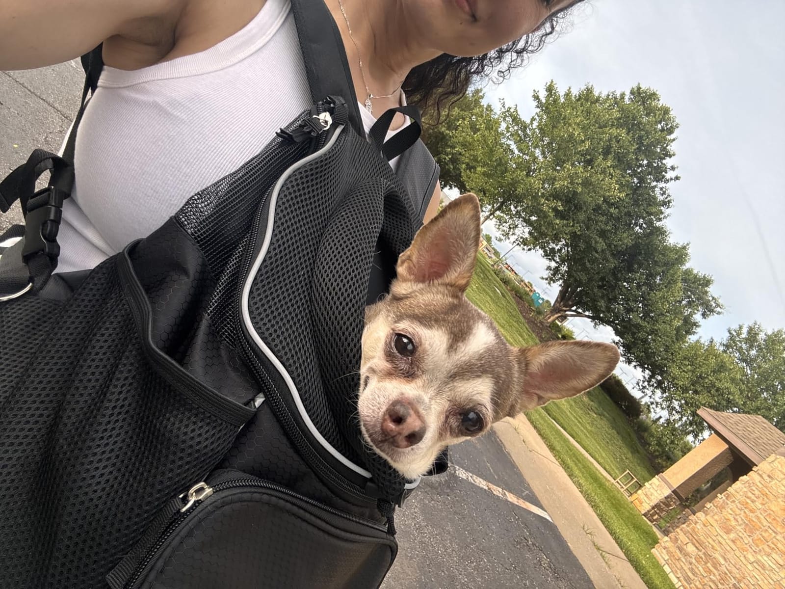 PetAmi Dog Front Carrier Backpack, Adjustable Pet Cat Chest Ventilated Dog Carrier for Hiking Camping Travel, Small Medium Puppy Large Cat Carrying Bag, Max 10 lbs, Gray customer photo 2