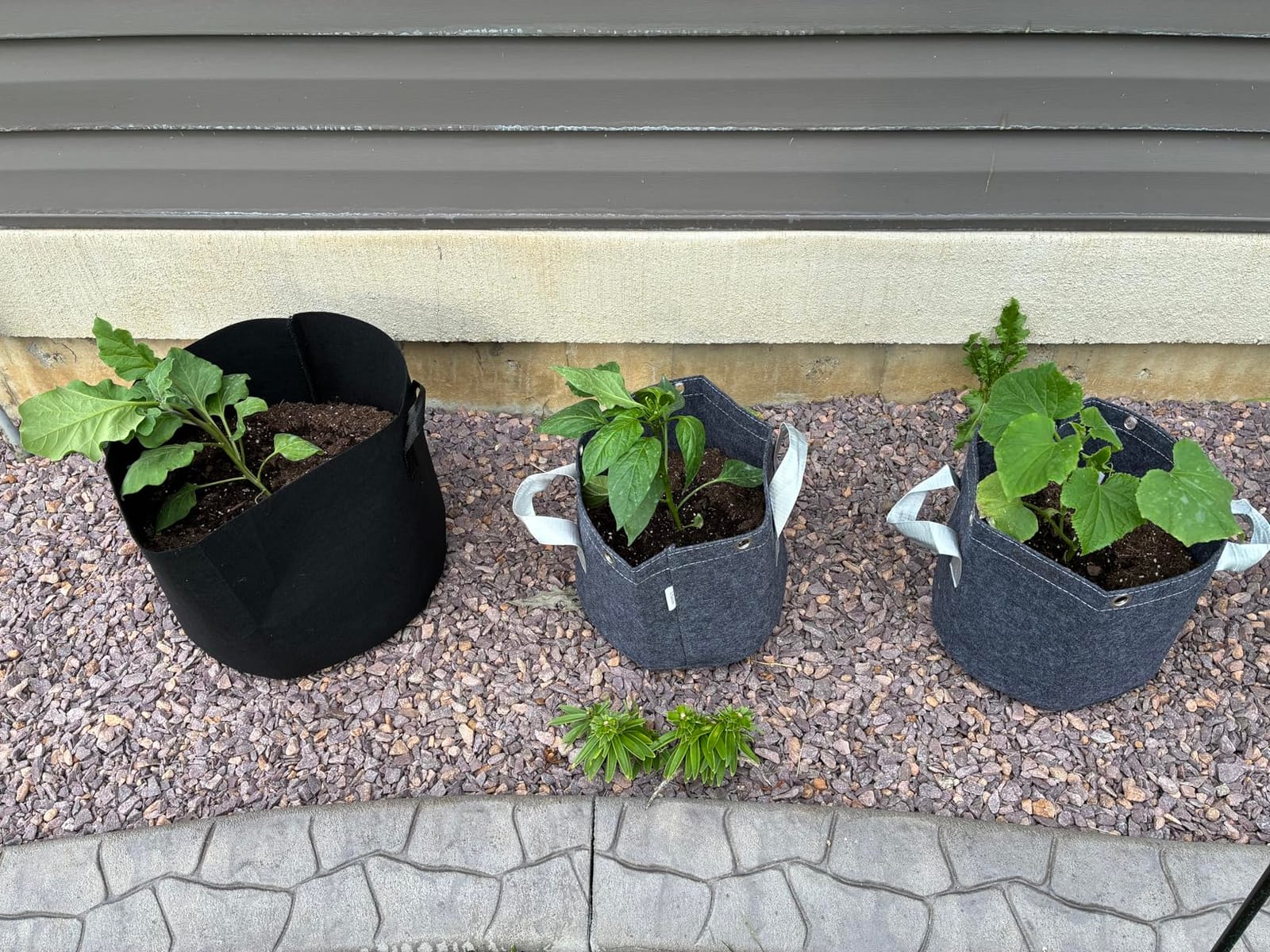 VIVOSUN 5-Pack 15 Gallon 500G Fabric Grow Bags with Strap Handles | Metal Rings for LST, Breathable Fabric, Excellent Drainage, Air Root Pruning, Reinforced Construction customer photo 2