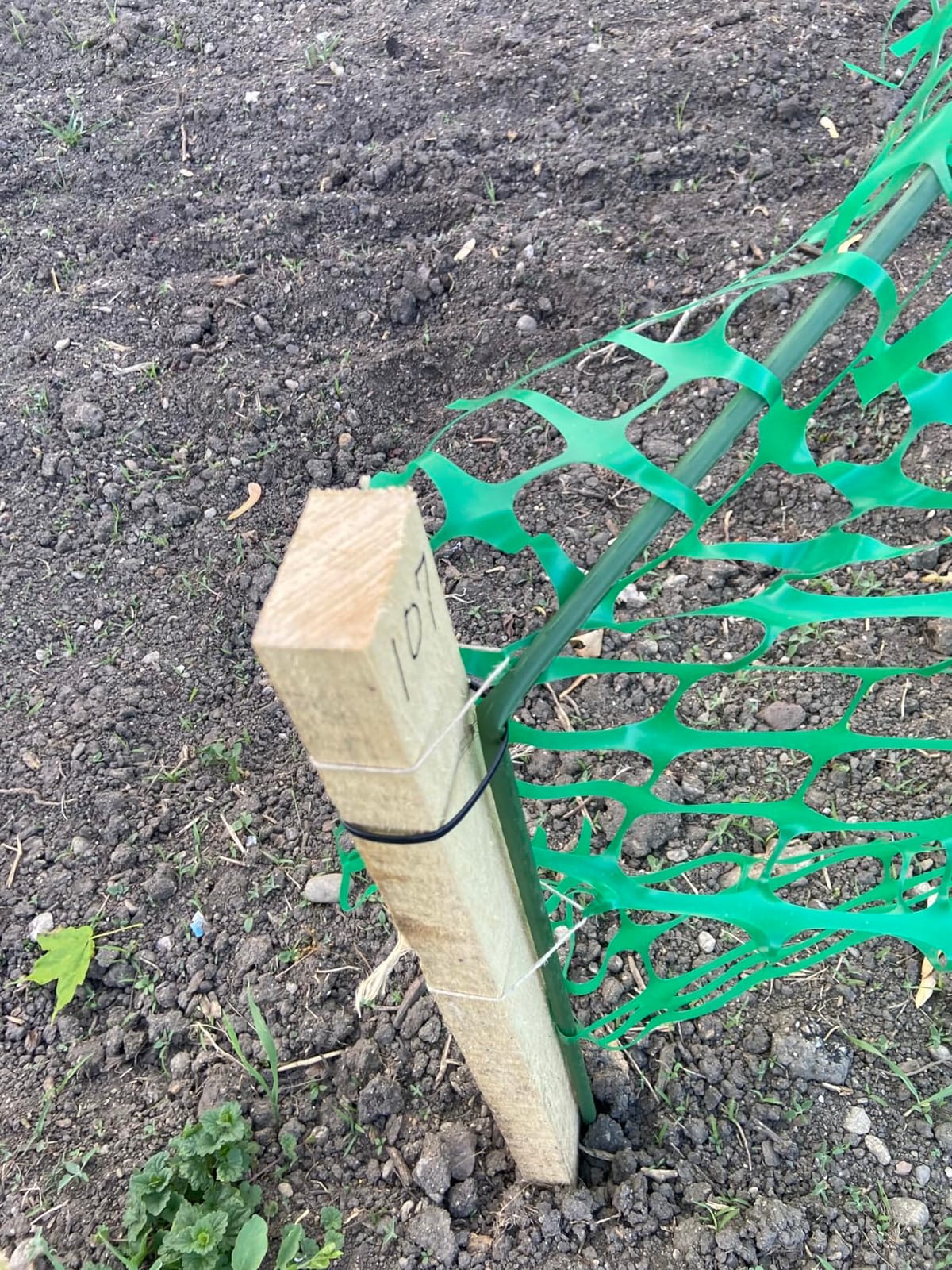 Garden Plant Stakes, 48 Inch 4Ft Steel Tomato Stakes, 25 Pack | Gardening Stakes For Outdoor Growing Climbing Plants, Potted Plants, Tomatoes, Trees, Cucumber, Beans, Fences Poles customer photo 2
