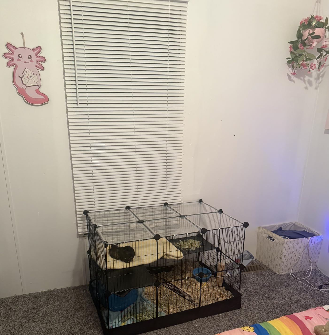 SONGMICS Pet Playpen with Floor, Small Animal Playpen | Pet Fence Indoor, DIY Plastic Enclosure for Guinea Pigs, Bunny, Hamsters, 49.2 x 24.8 x 16.5 Inches, White ULPC001W01 customer photo 1
