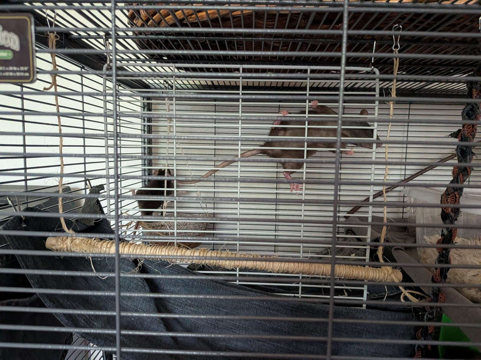 SONGMICS Pet Playpen with Floor, Small Animal Playpen | Pet Fence Indoor, DIY Plastic Enclosure for Guinea Pigs, Bunny, Hamsters, 49.2 x 24.8 x 16.5 Inches, White ULPC001W01 customer photo 2