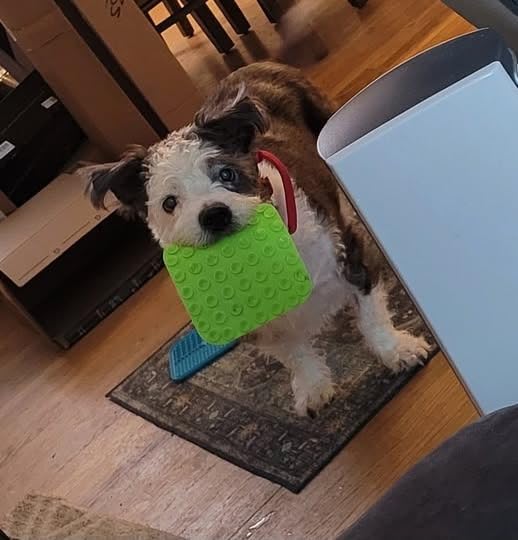 MateeyLife 2PCS Small Lick Mat for Dogs and Cats, Licking Mats for Dog Anxiety Relief, Cat Peanut Butter Lick Pad for Boredom Reducer, Dog Treat Mat Perfect for Bathing Grooming Blue&Green customer photo 2