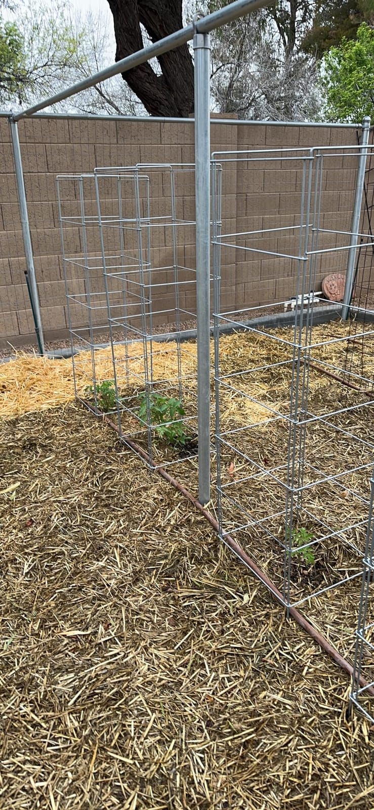 Cedar Ridge Square Foldable Tomato Cages - Made in USA Heavy Duty Plant Support for Vegetable Garden, Vegetables, and Flowers - Stakes and Trellis for Climbing Plants (13x56) 3-Pack customer photo 1