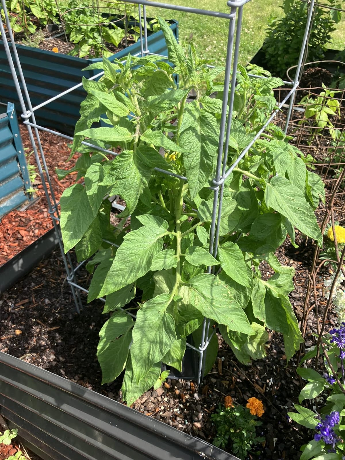 Cedar Ridge Square Foldable Tomato Cages - Made in USA Heavy Duty Plant Support for Vegetable Garden, Vegetables, and Flowers - Stakes and Trellis for Climbing Plants (13x56) 3-Pack customer photo 2