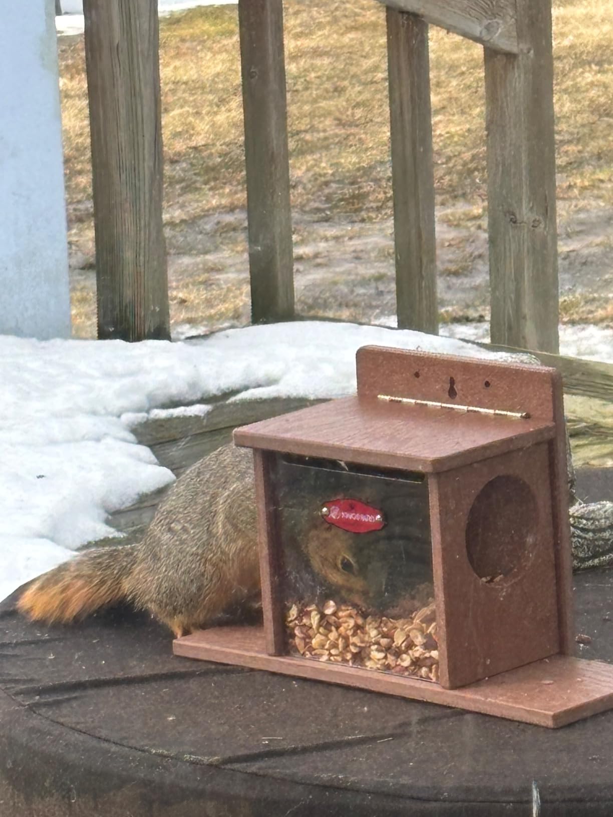 Kingsyard Squirrel Feeder Box for Outside, Recycled Plastic Squirrel Feeder Box with Corn Cob Holders, Easy to Refill & Clean, Weather-Proof (Brown) customer photo 1
