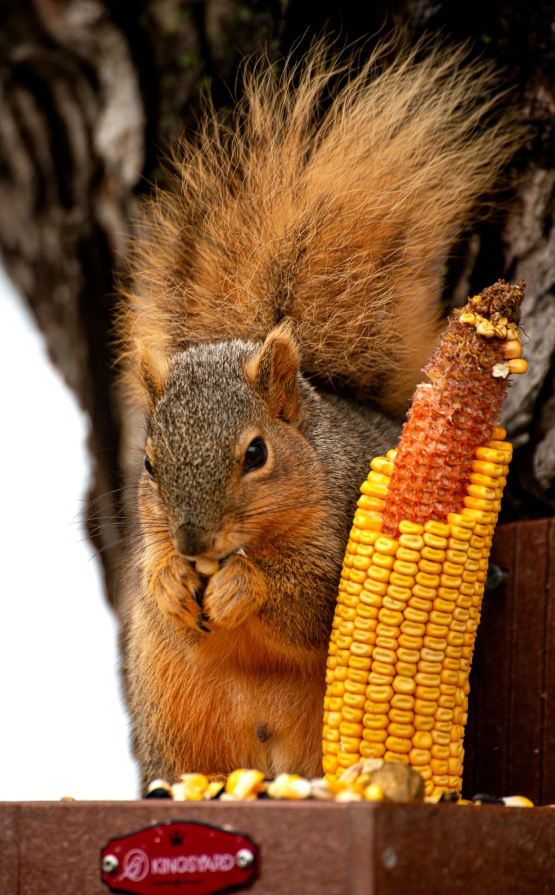 Kingsyard Squirrel Feeder Table for Outside, Recycled Plastic Squirrel & Chipmunk Picnic Table Feeder with Corn Cob Holder, 2 x Solid Structure Benches, Easy to Clean (Brown) customer photo 2
