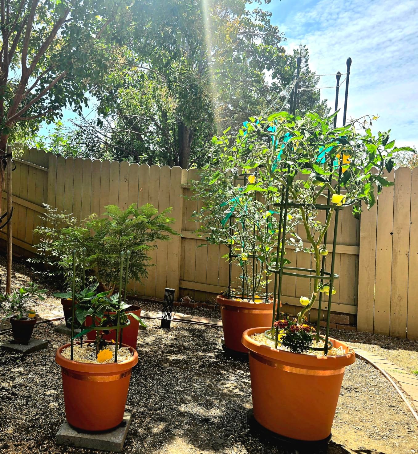 Round Heavy Duty Tomato Cage - 55 Inch Steel Core Plastic Coated Garden Trellis, 4-Post Rustproof Plant Support for Tomato/Cucumber/Beans, No Tools Snap Assembly, Spare Parts Available customer photo 1