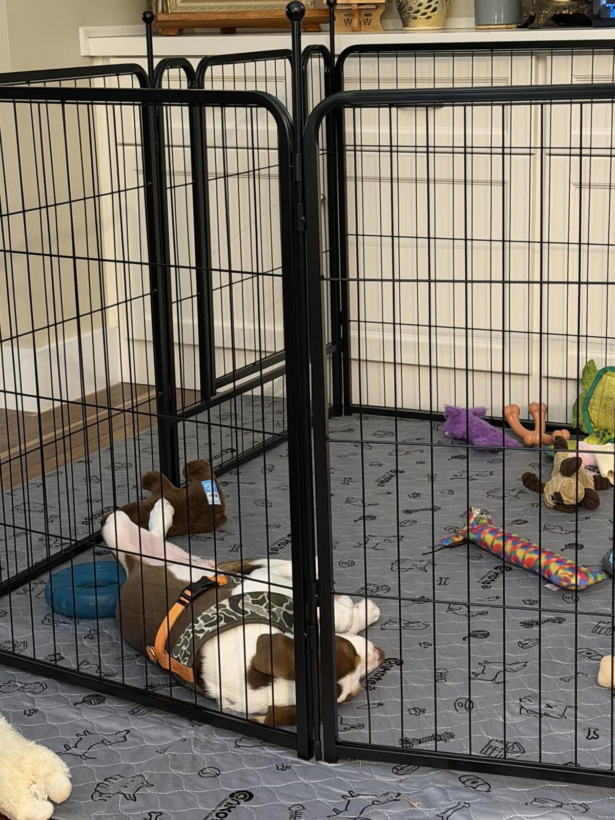 FXW Rollick Dog Playpen, Indoor, Yard & RV Camping, 50