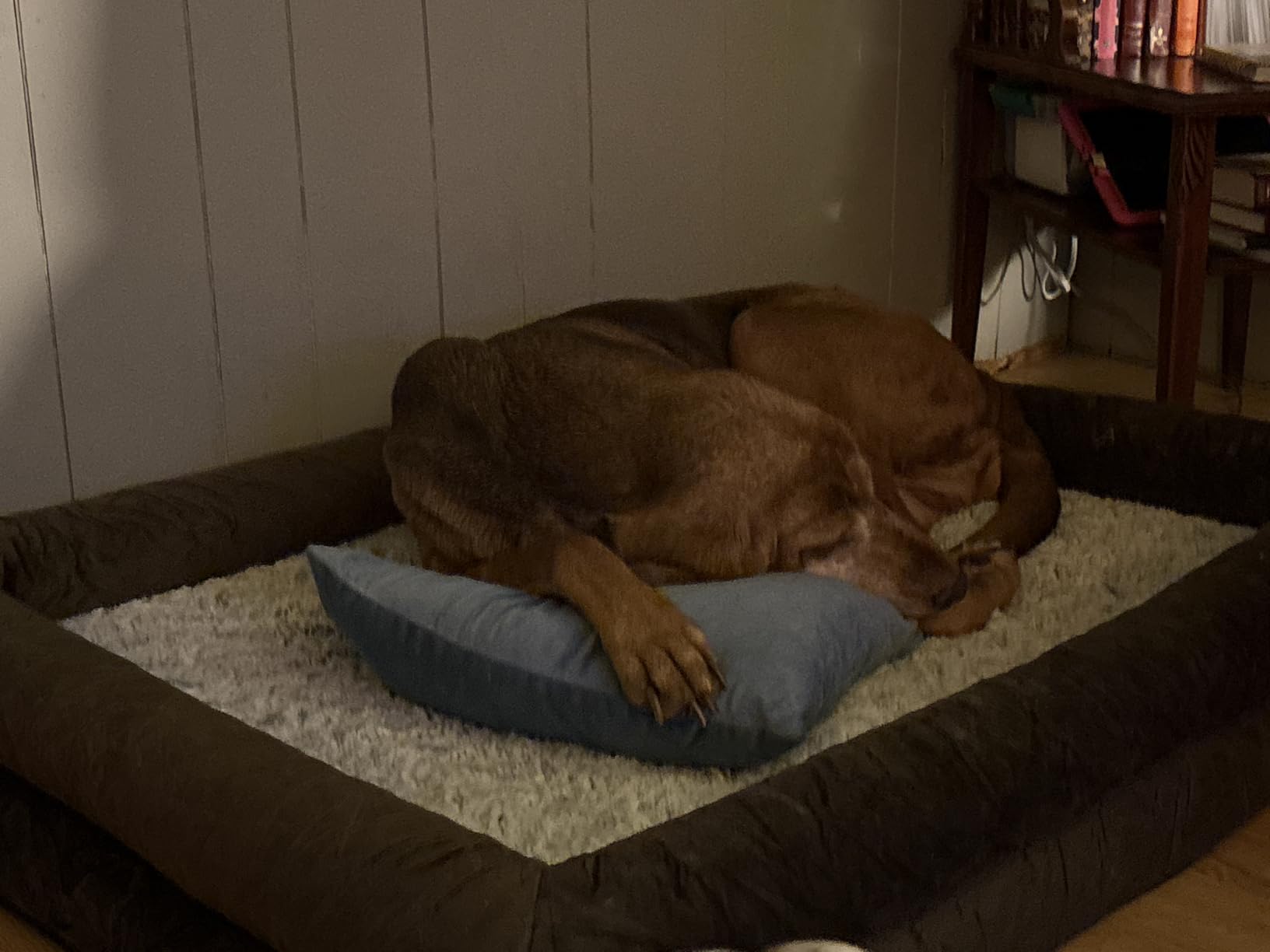WNPETHOME XXL Extra Large Orthopedic for Senior Dog Bed Comfy Sleeping | Washable Waterproof Dog Couch with Removable Cover, Large Pet Sofa Bed with Bolster Sides for Relaxing Grey 45x35 Inch customer photo 2