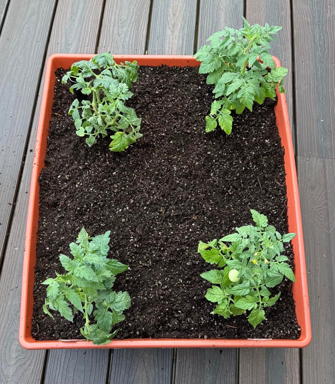 Emsco Group City Picker Raised Bed Grow Box - Self Watering and Improved Aeration - Mobile Unit with Casters customer photo 1