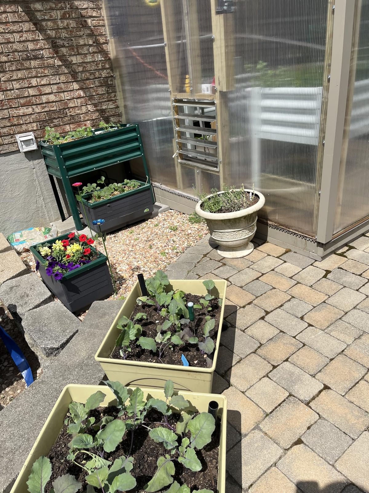 Emsco Group City Picker Raised Bed Grow Box - Self Watering and Improved Aeration - Mobile Unit with Casters customer photo 2