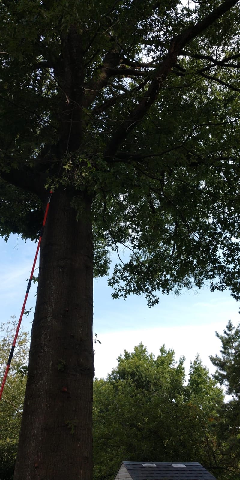 VEVOR Manual Pole Saw, 7.3-27 ft Extendable Tree Pruner, Sharp Steel Blade and Scissors High Branches Trimming, Branch Trimmer with Lightweight 8 Fiberglass Handles, for Pruning Palms and Shrubs customer photo 1