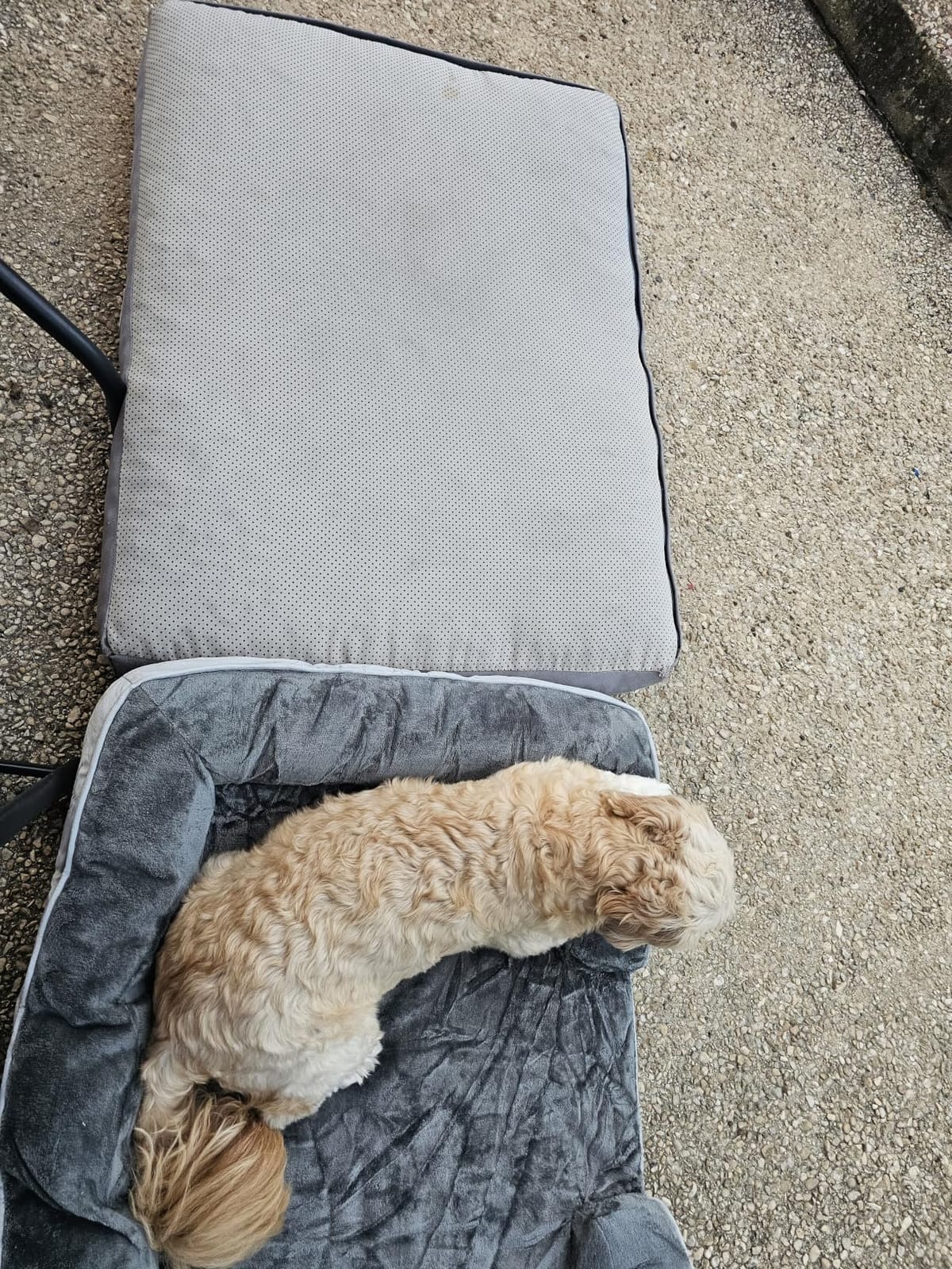 Bedsure Orthopedic XL Dog Bed Extra Large with Removable Washable Cover | 42