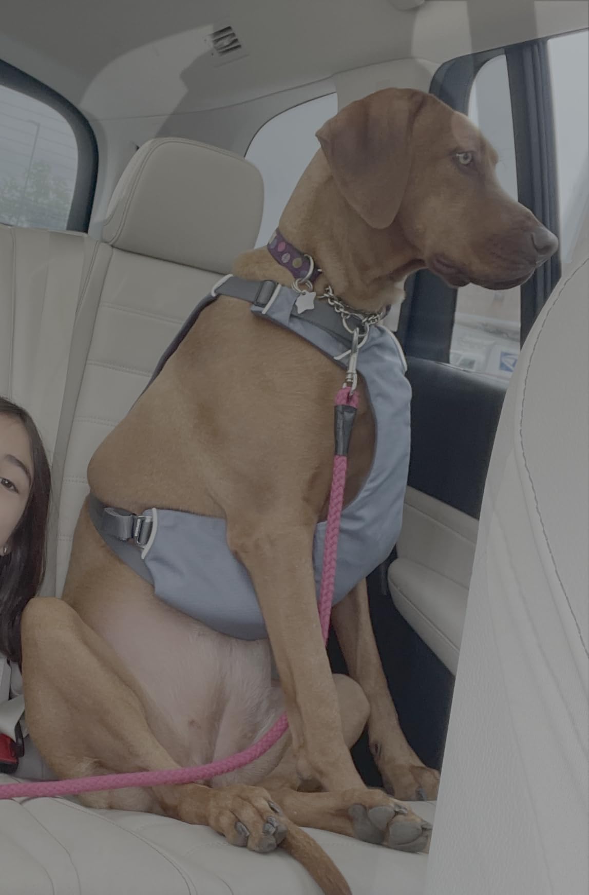 Ruffwear Load Up Dog Car Harness, Slate Blue, Large/X-Large | Padded Adjustable Travel Restraint, Universal Seat Belt Attachment, Strength-Rated Metal Hardware customer photo 2