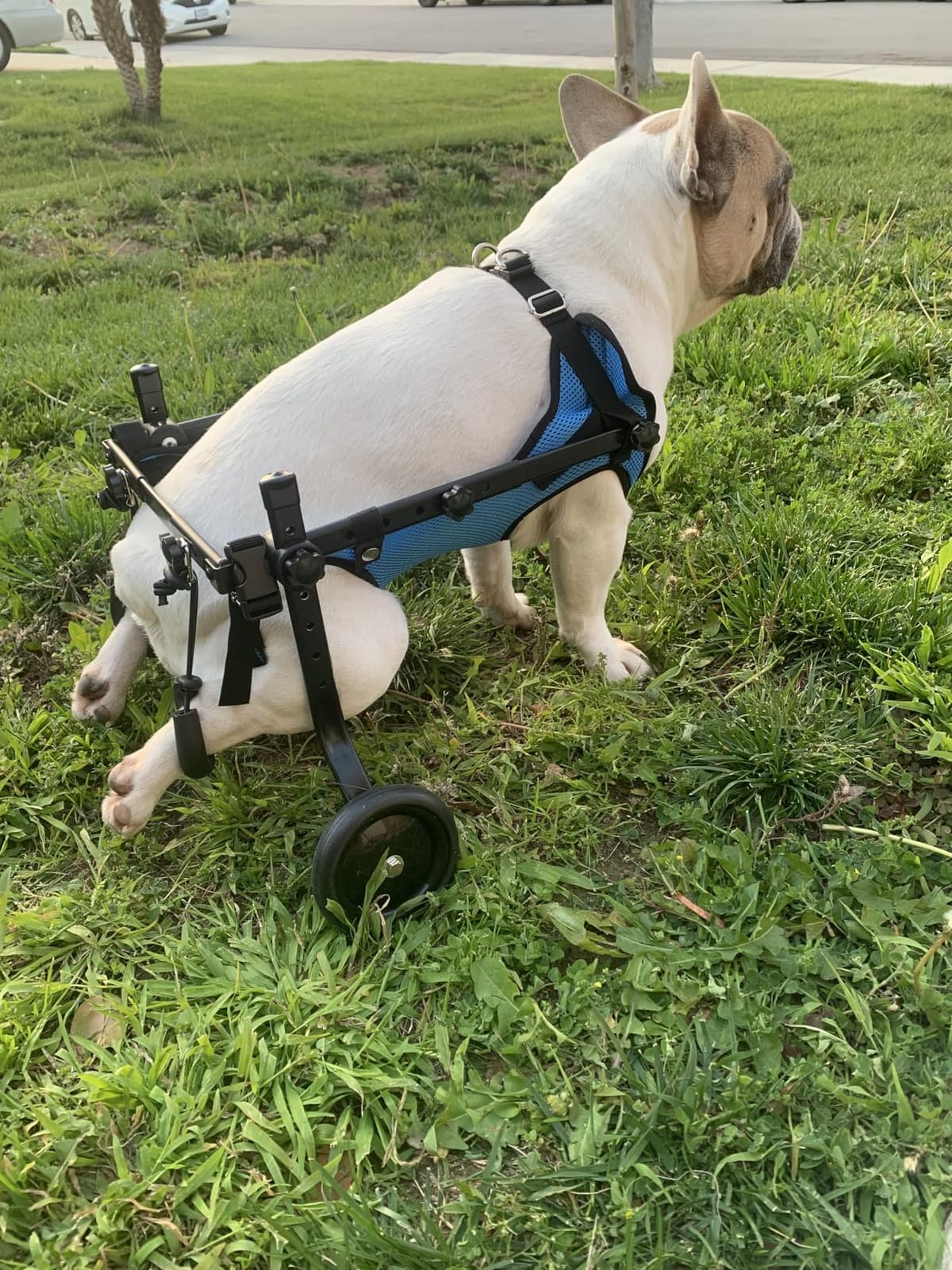 Small Dog Wheelchair for Back Legs - Adjustable Mobility Aid for Disabled Pets, Leg Brace and Hip Support customer photo 2