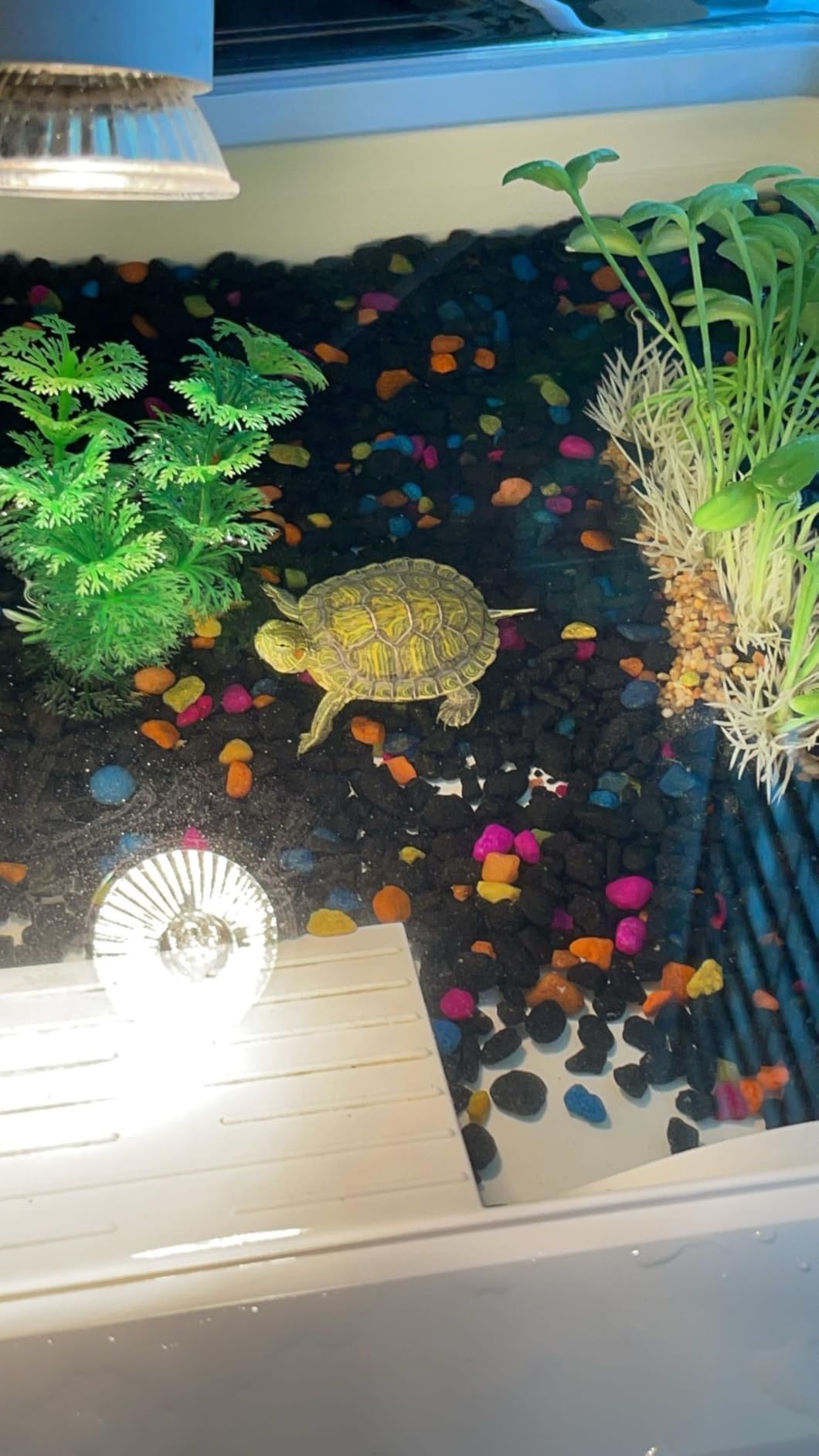 AZV Turtle Tank Starter Habitat Kit, Complete Aquatic Terrarium Enclosure | With Filter, Basking Platform with Hideout, Multi-Function Area, Drainage, Plants and Lamps, Perfect for Red Eared Slider Aquarium customer photo 1