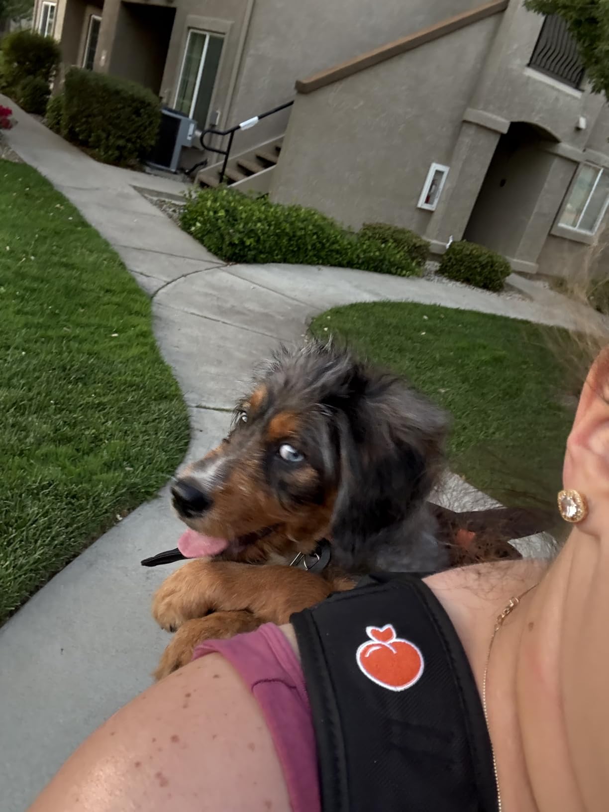 Little Chonk Maxine One Dog Backpack Carrier for Medium Dogs (Black) | Adjustable & Ergonomic Pet Carrier, Built to be Safer, Hands Free Travel & Hiking, Front Facing, Featured in Wired Magazine customer photo 1