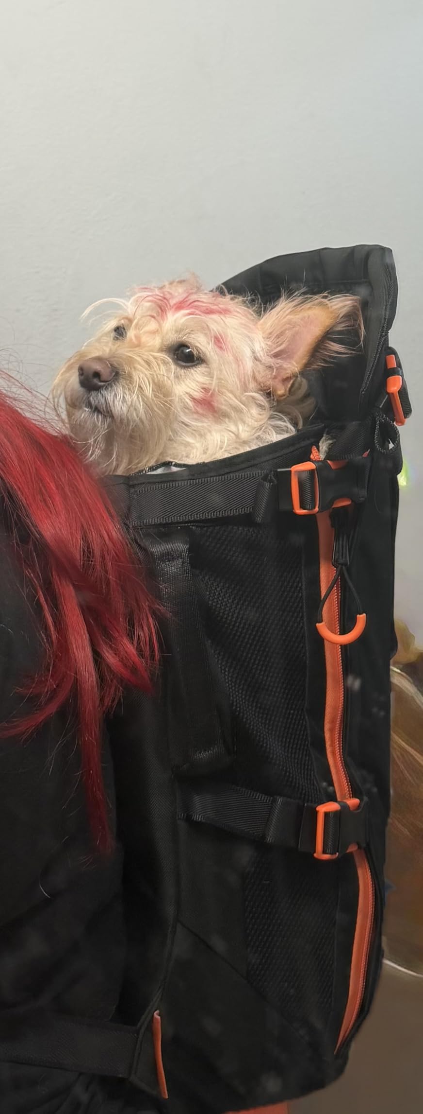 Little Chonk Maxine One Dog Backpack Carrier for Medium Dogs (Black) | Adjustable & Ergonomic Pet Carrier, Built to be Safer, Hands Free Travel & Hiking, Front Facing, Featured in Wired Magazine customer photo 2