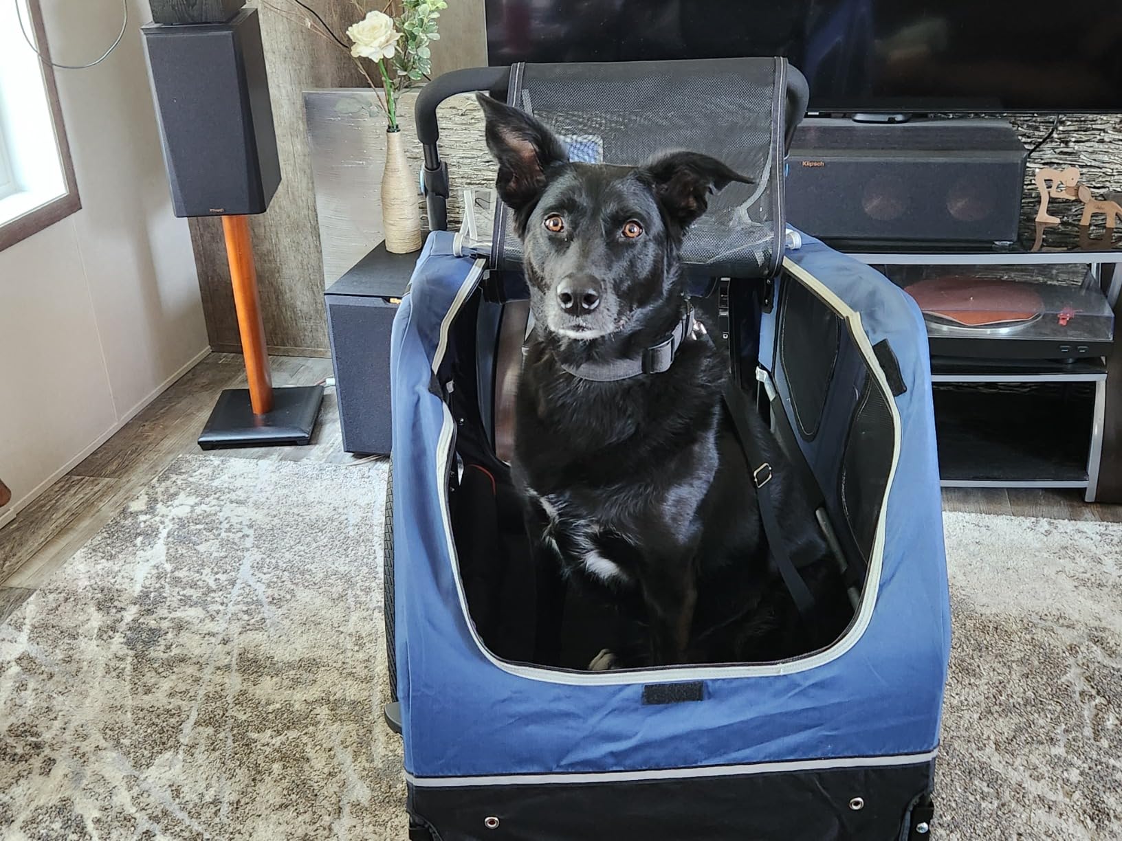 DOGGYHUT S-Line XL Pet Bike Trailer & Stroller for Large Dogs Up to 100 lbs, Folding Dog Cart with Shock-Absorbing Suspension Wheels, Low Center of Gravity, Parking Brakes customer photo 1