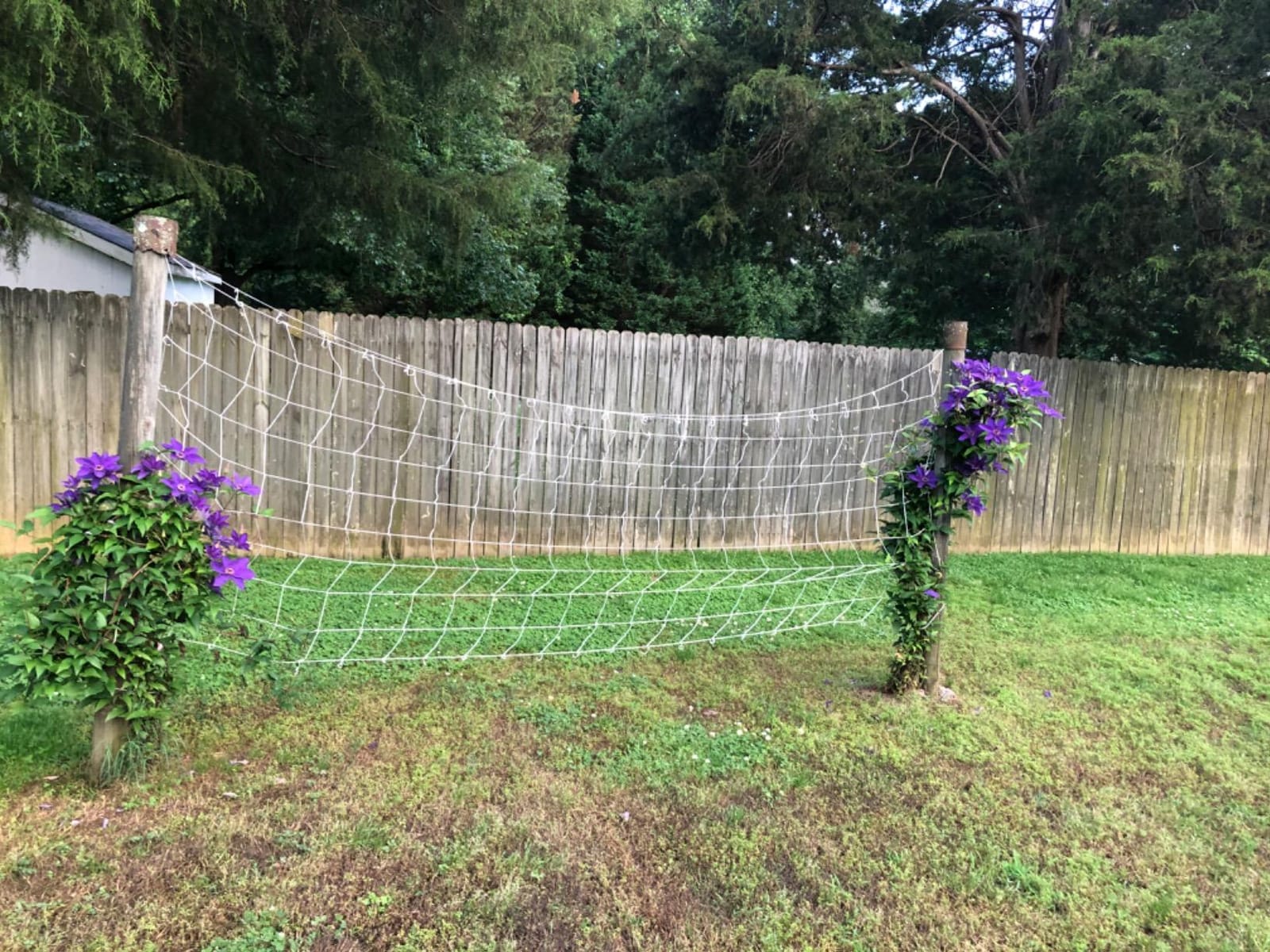 AlpineReach Trellis Netting 5 x 350 ft Heavy Duty Polyester White - 6 Inch Mesh Support Twine for Growing High Yield Tomatoes, Peas, Vine Climbing Plants Fruits Vegetables customer photo 1