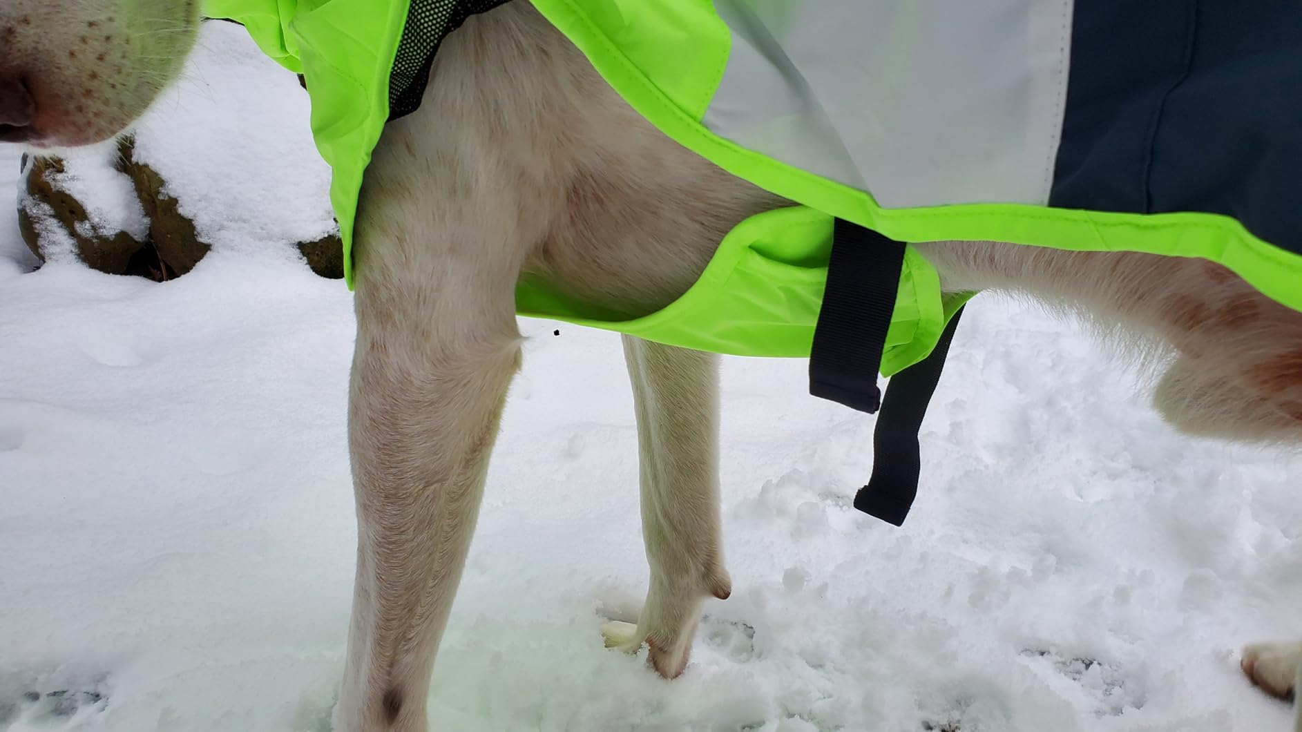 Spark Paws Dog Raincoat - Waterproof Rain Jacket w/Hood, Full Coverage | Waterproof Coat Covers Full Body incl. Belly - Reflective, Covered Harness Holes, Lightweight, Small, Medium & Large Dogs customer photo 2